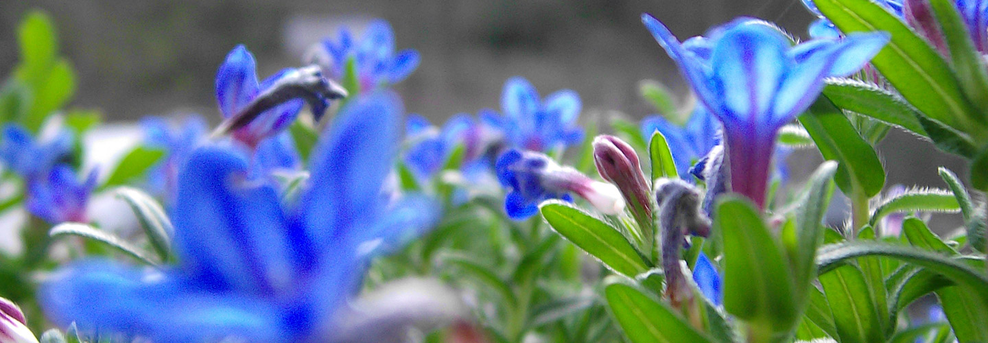 Headerbild - blaue Blumen, Foto: Gabi Sussdorf