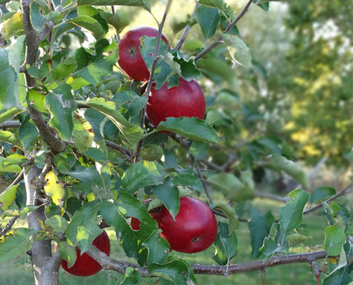 Apfelbaum, Foto: Gabi Sußdorf